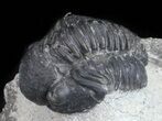 Bargain, Gerastos Trilobite Fossil - Morocco #57625-1